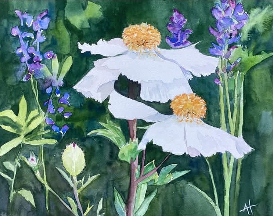 Ann Hilton	